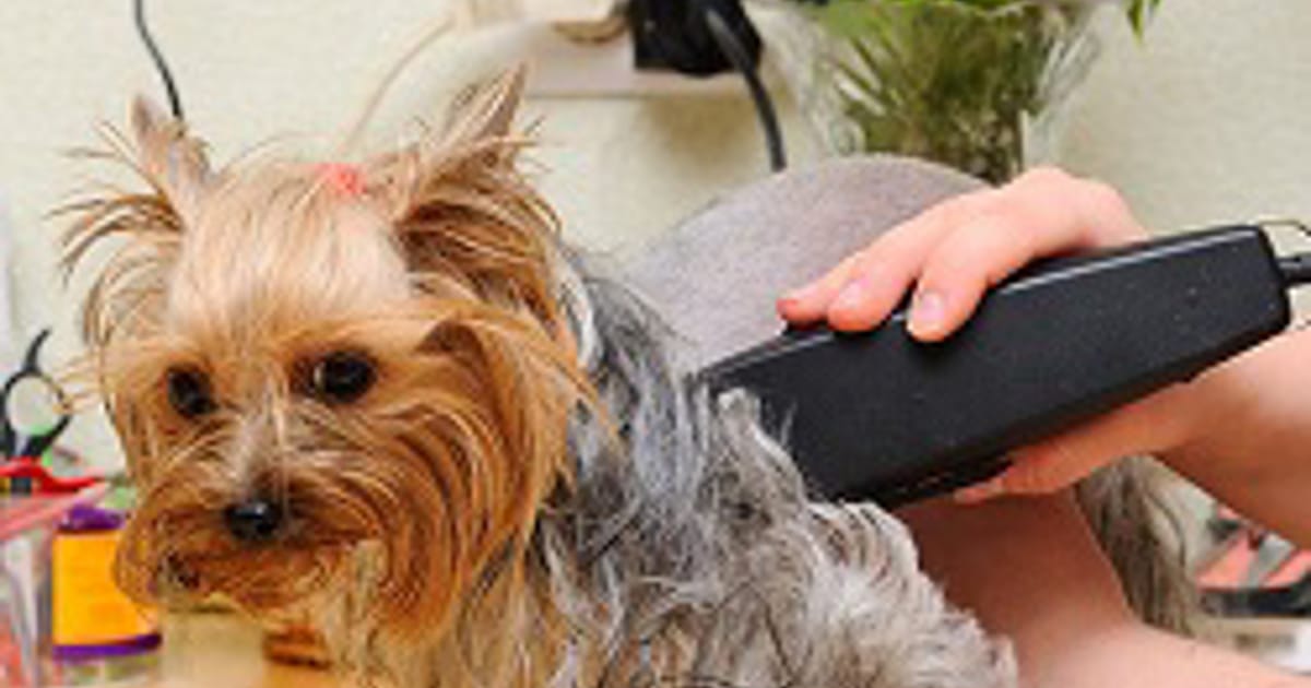 View of Pet Services | PetSmart