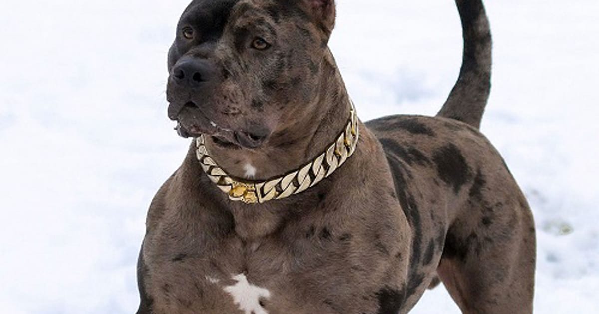 Swag Kennels inc USA about.me