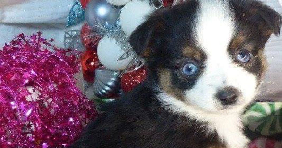 Toy Mini Aussies Boring, OR about.me