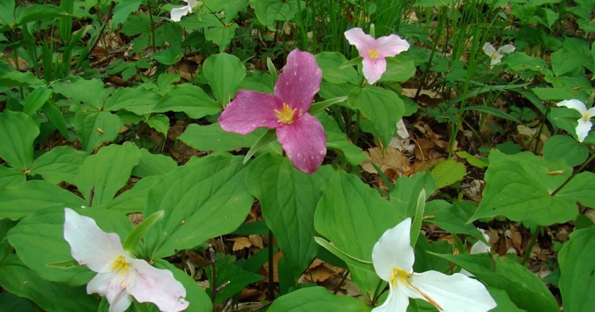 Native Wildflowers Nursery Altamont, TN about.me