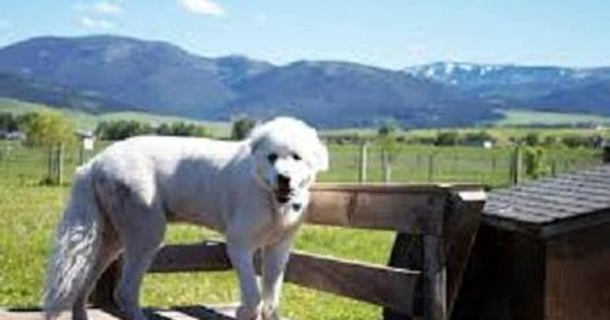 Kennels West Bozeman, Montana about.me