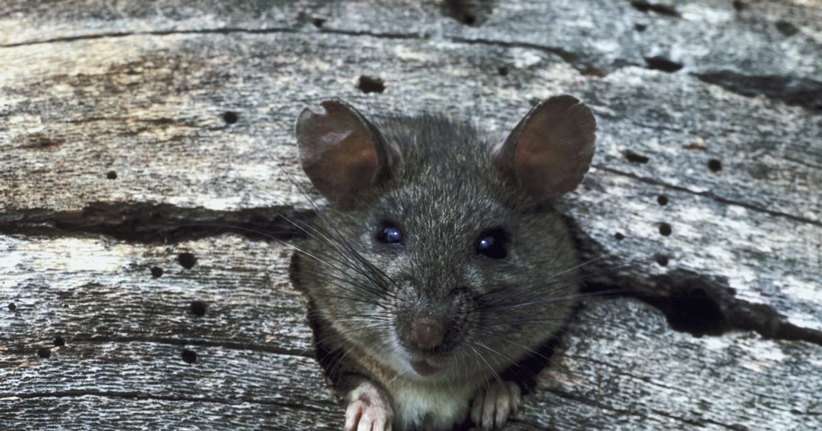 Rat Control Perth Australia about.me