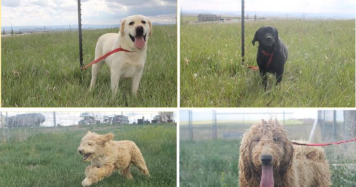 Colorados Finest Kennel and Ranch Colorado about.me
