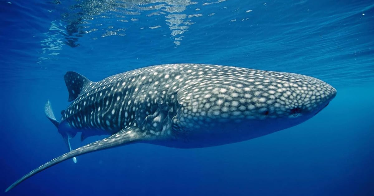 Utila Real Estate Honduras about.me