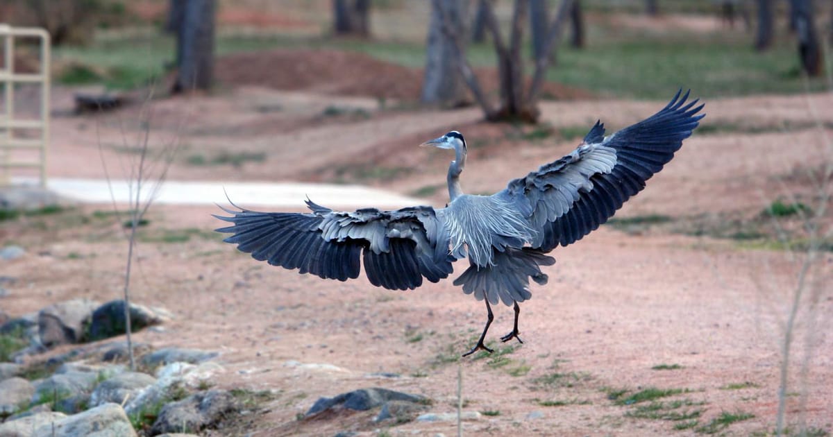 Kim Milton Phoenix, Arizona, Milton Estate Sales about.me