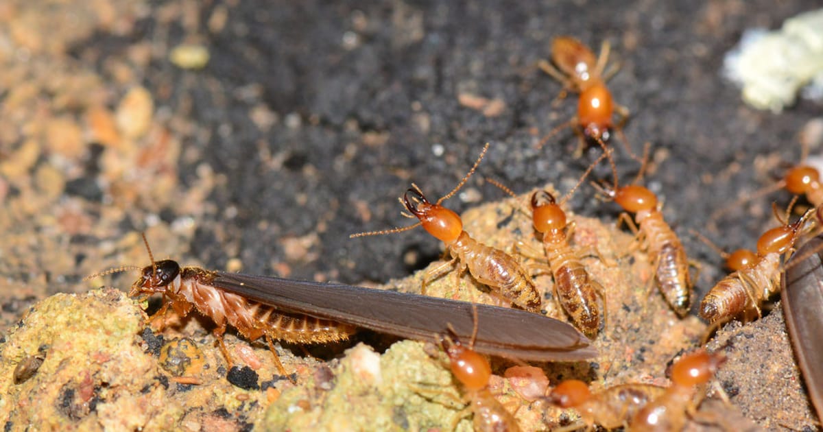 Baby Termites Chicago, Illinois about.me