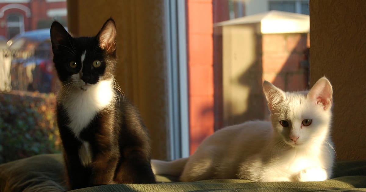 Francis Muir Liverpool, United Kingdom about.me