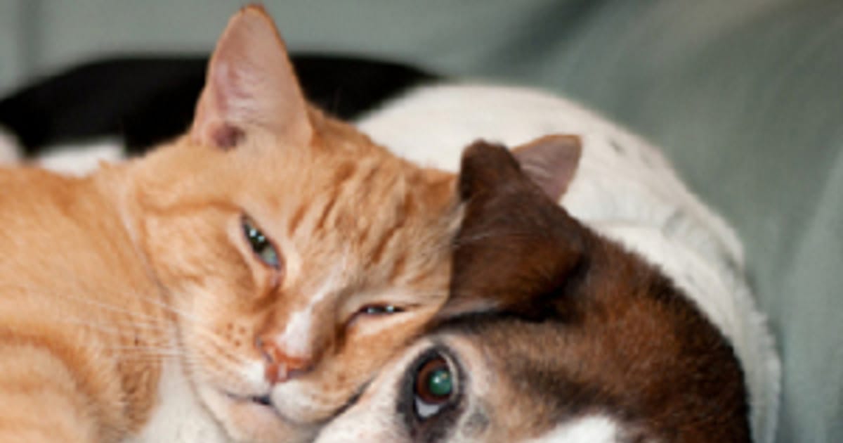 Daniel Thomas Mukwonago, WI, Animal House Pets & Supplies about.me