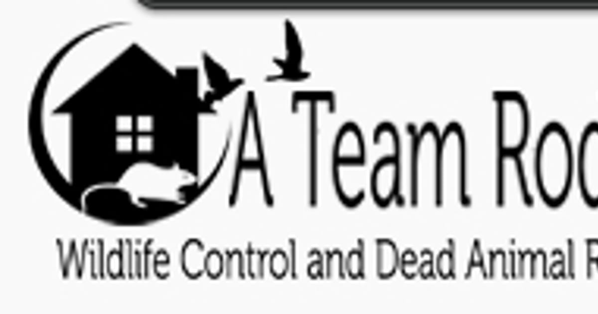 A Team Animal Removal,Trapping Attic Cleaning Services Buena Park, CA