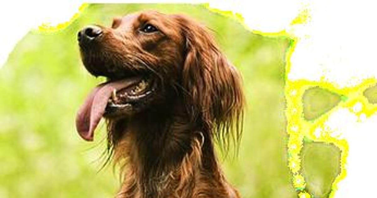 Animal Internal Medicine & Specialty Services 1333 9th Avenue, San