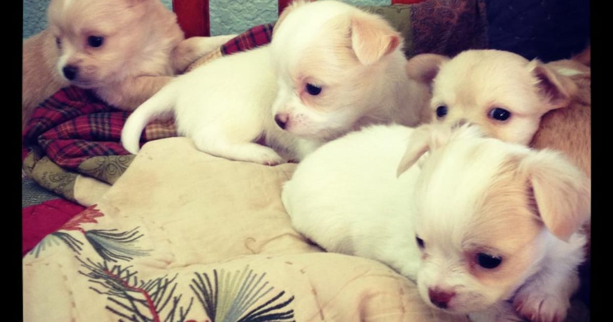 Chihuahua puppies Las Vegas Area, Batchlers about.me