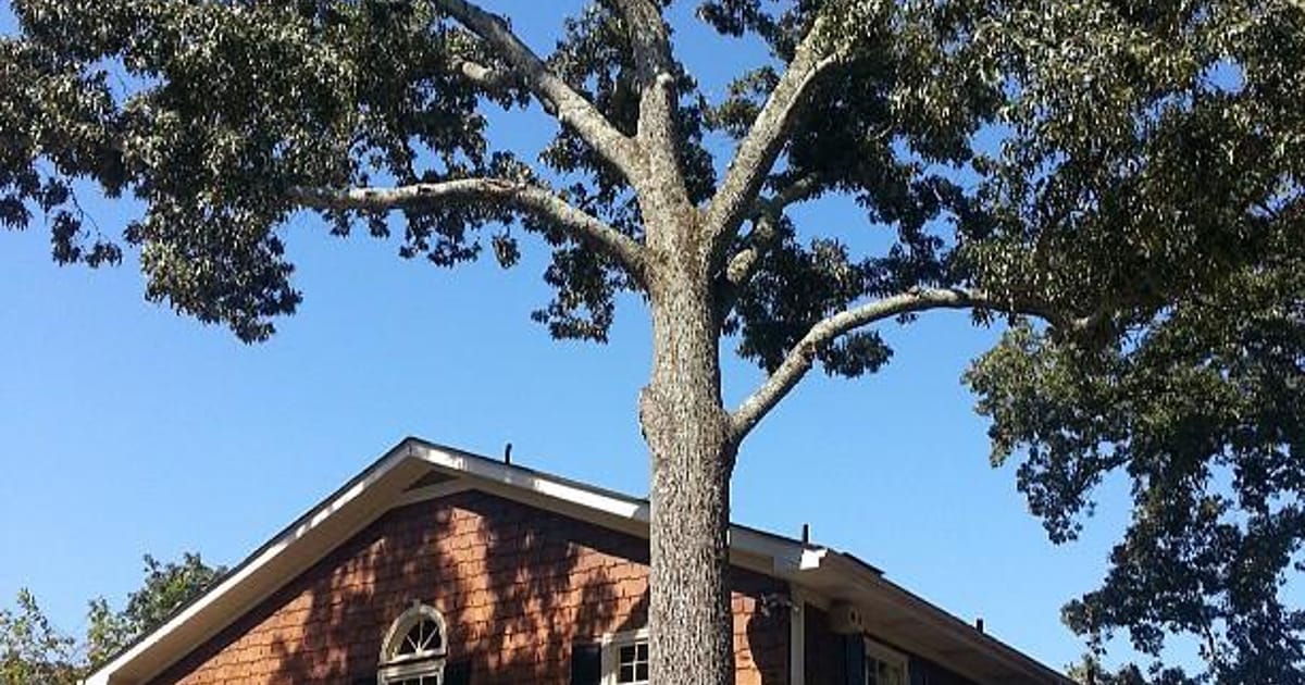 AtlantaTree Professionals Atlanta, GA, Atlanta Tree Professionals