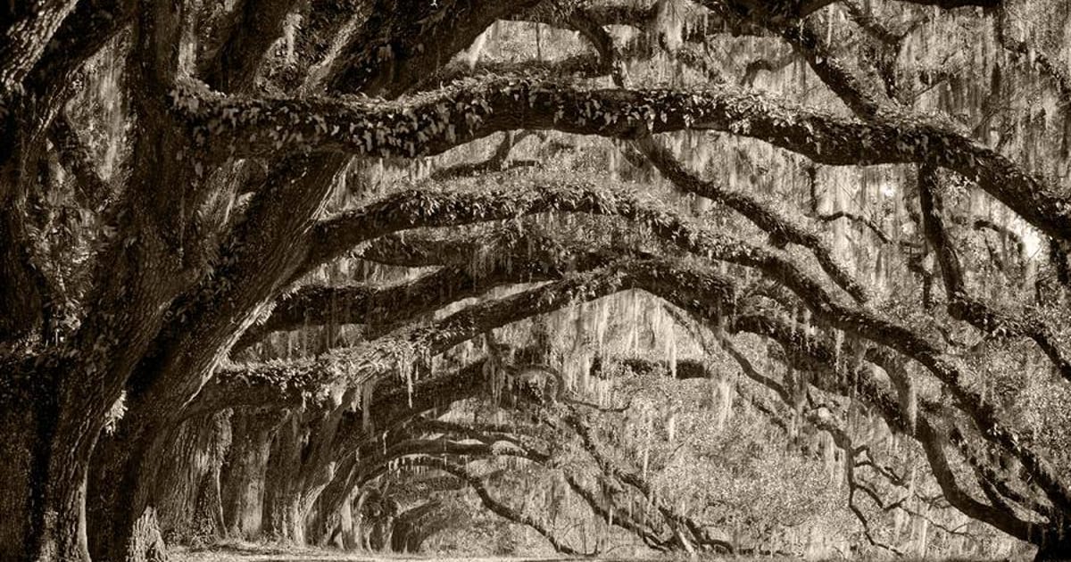 Brook Sebren Monroe, LA, Reeves, Coon, and Funderburg, BBA