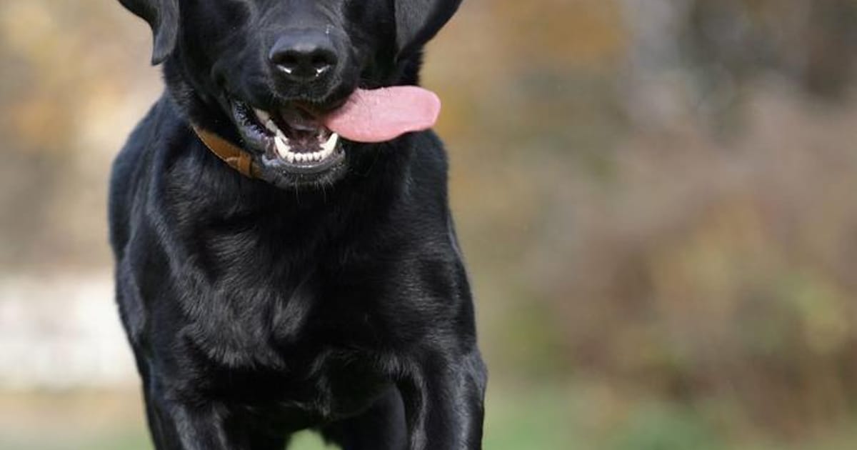 Continental Kennel Club LIvingston LA Continental Kennel Club continental-kennel-club-livingston-la-continental-kennel-club