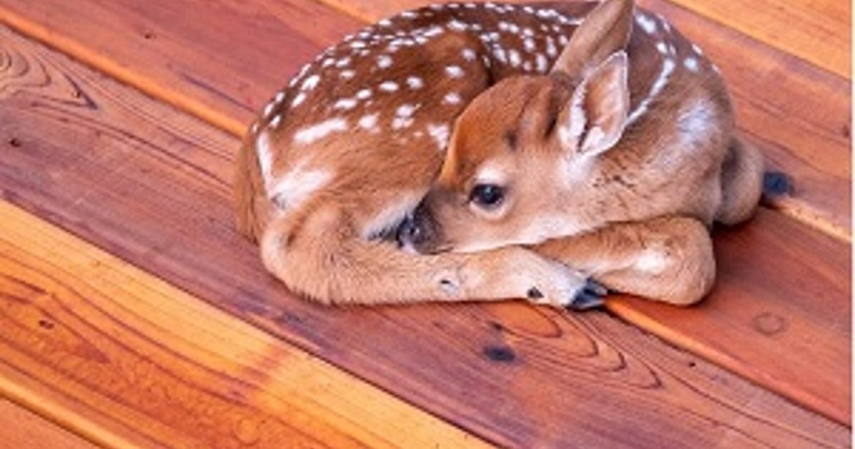 Deck The Hills 770 Kerry Lane, West Kelowna, BC V1Z 1P1 about.me