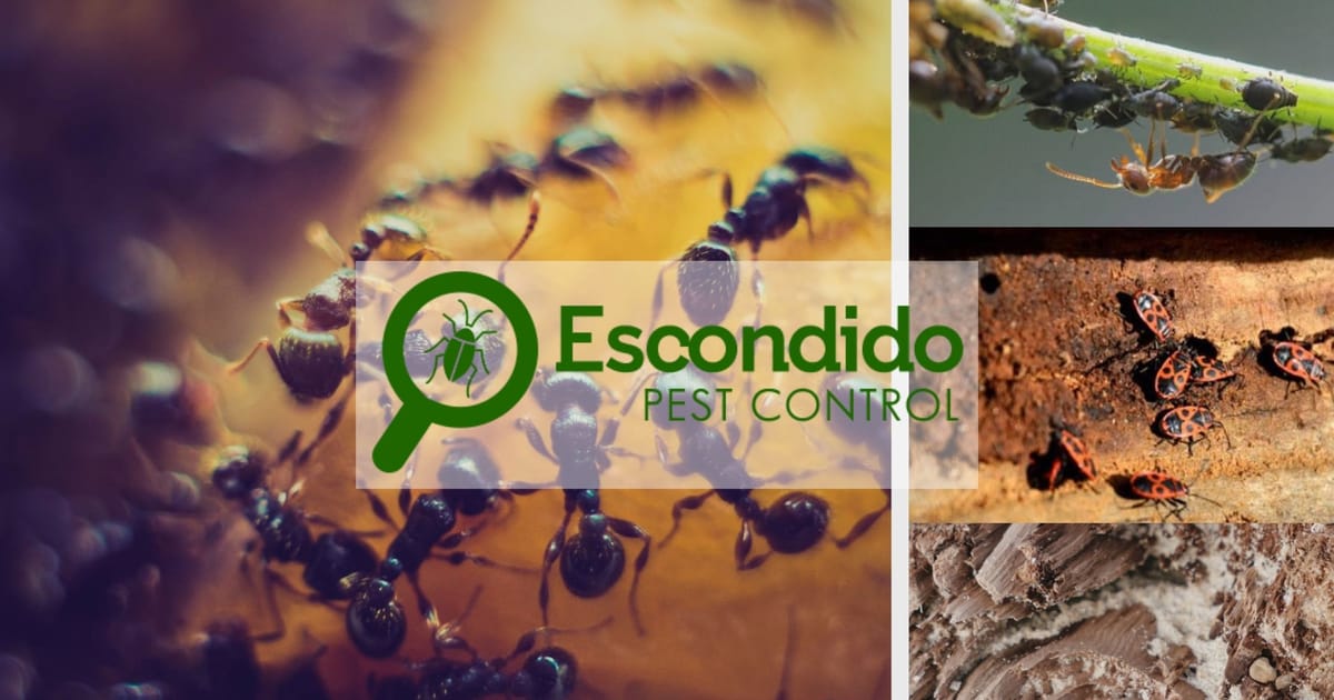 Escondido Pest Control Company 2290 Meyers Ave. 4 Escondido CA 92029
