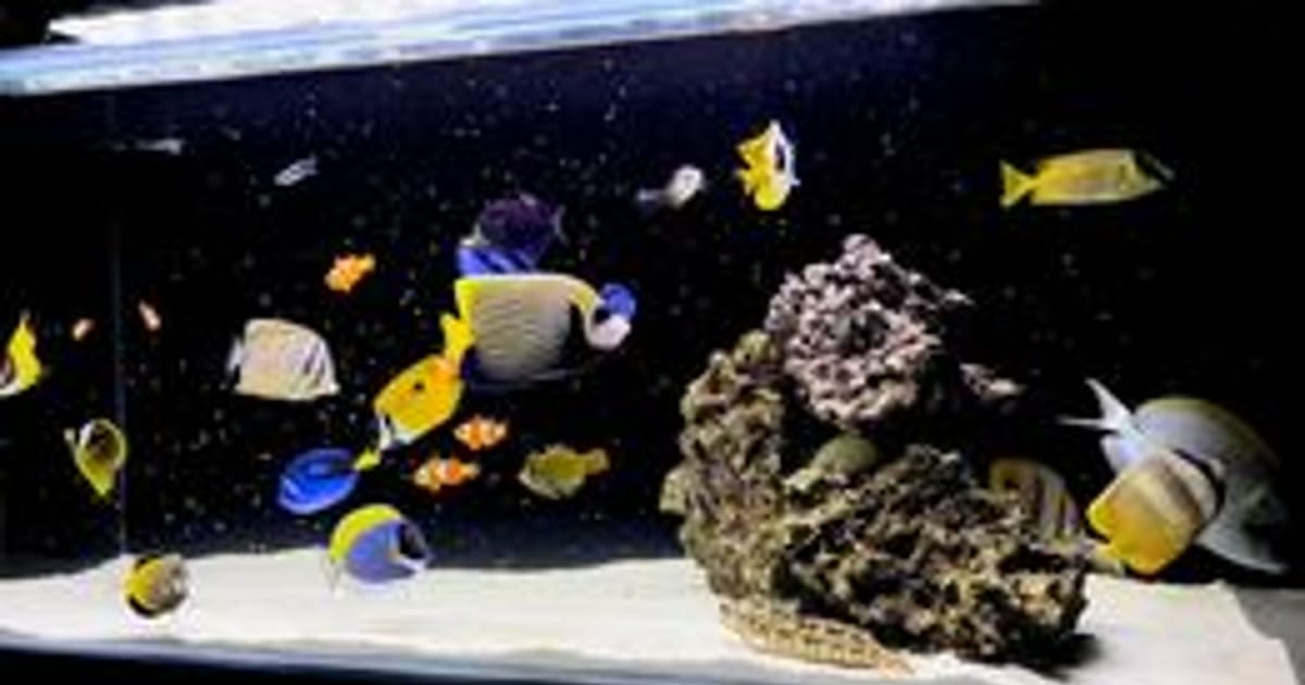 Fish World Aquarium 164 Cheltenham Road, Dandenong, Victoria 3175 about.me