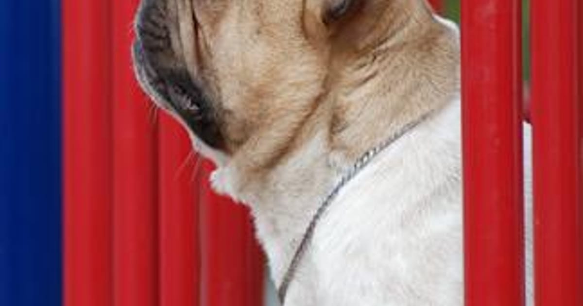 Hillview Kennels Nashville, TN, 37205, Business Owner about.me