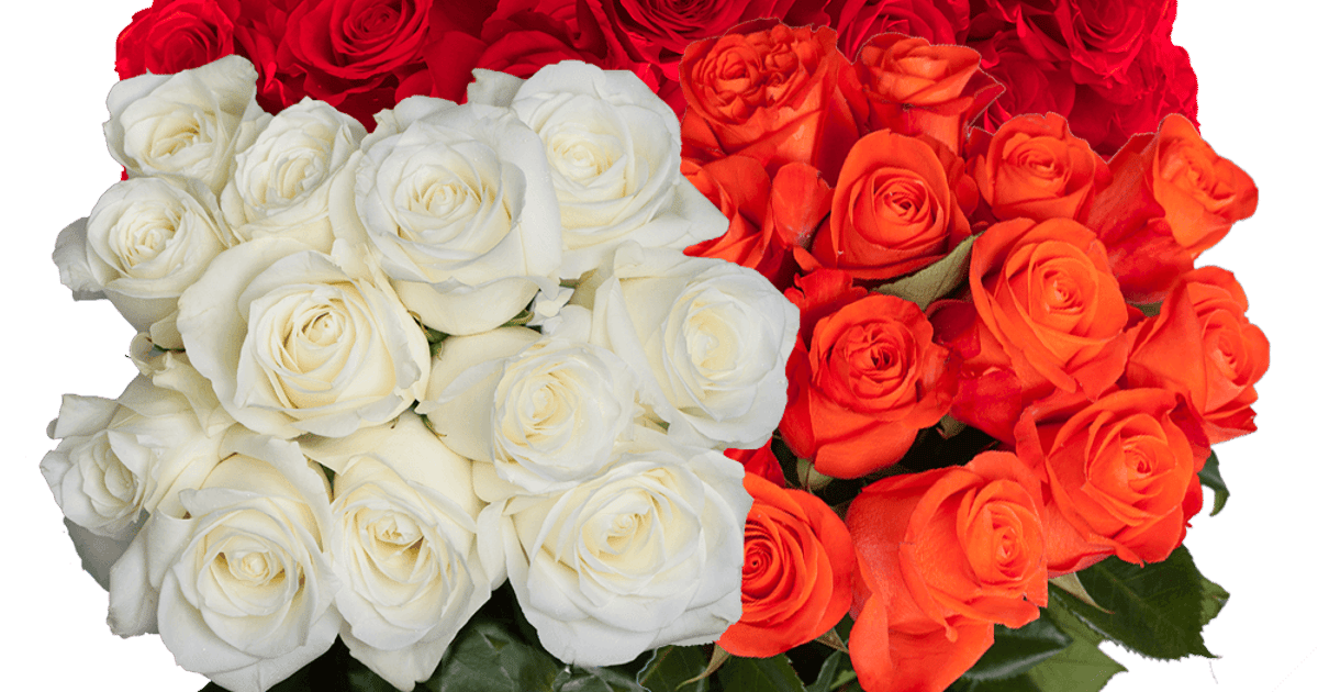 global-rose-7225-nw-25th-street-suite-217-miami-fl-33122-about-me