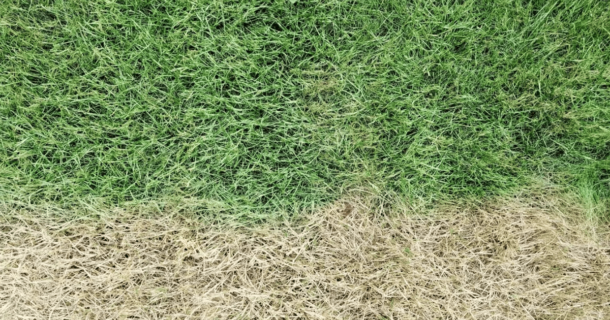 Grass Painter Pro United States about.me