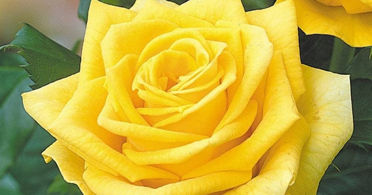 justflower shop saudi about.me