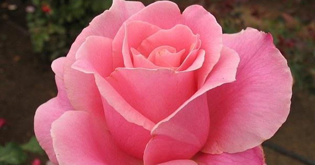 Keely Clingman San Marcos, Texas, Pottery Barn Outlet, Texas State