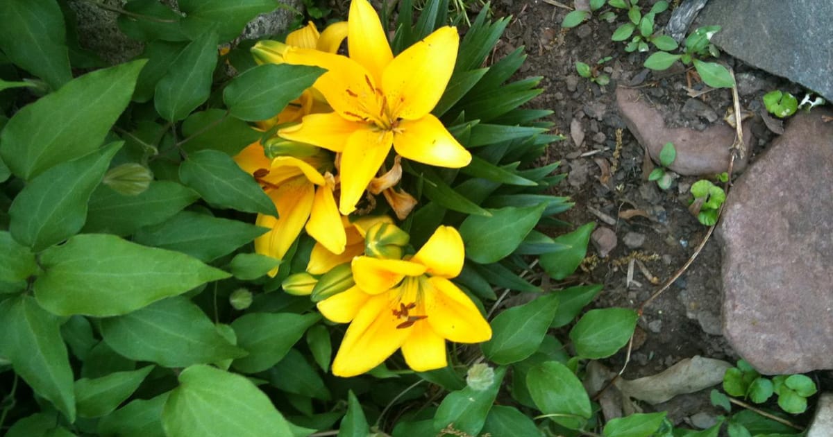 LJ Jules Montclair, New Jersey, United States about.me