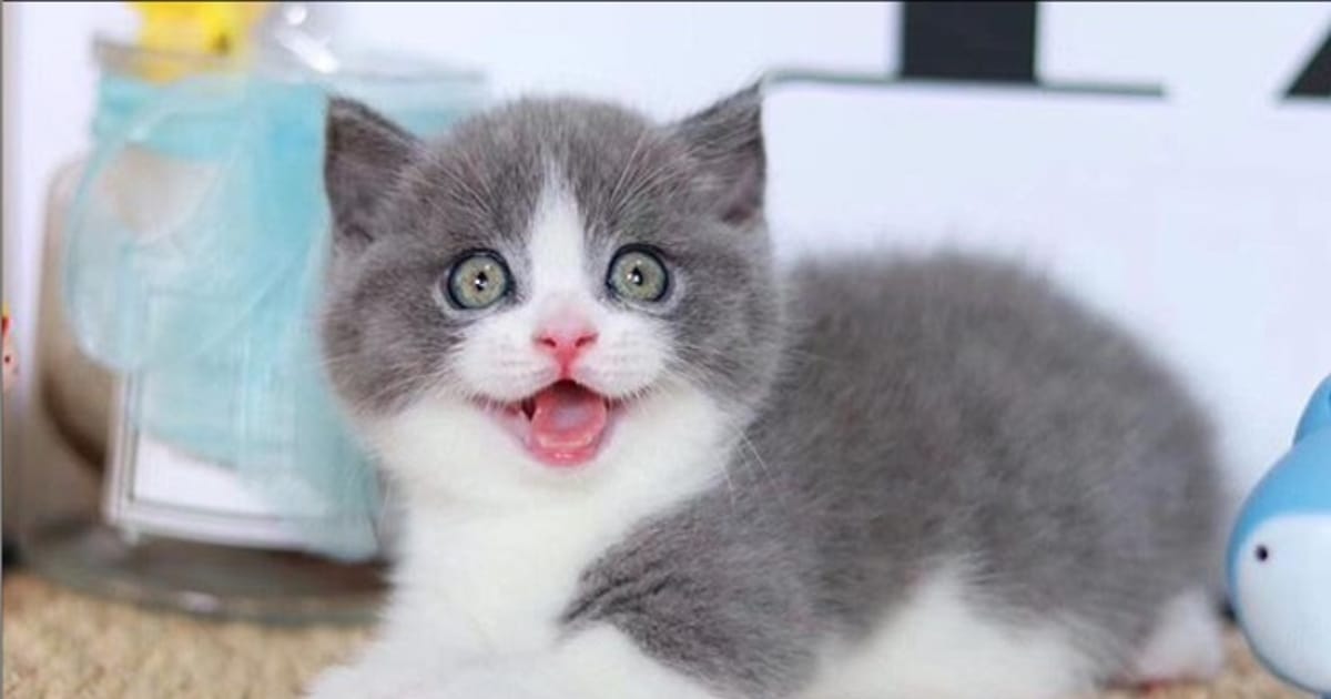 Munchkins Cattery Duluth, MN 55806 United States about.me