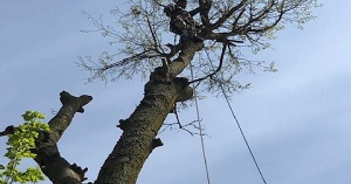 Roger's Tree Services LLC 4922 W 24th St, Indianapolis, IN 46224 about.me