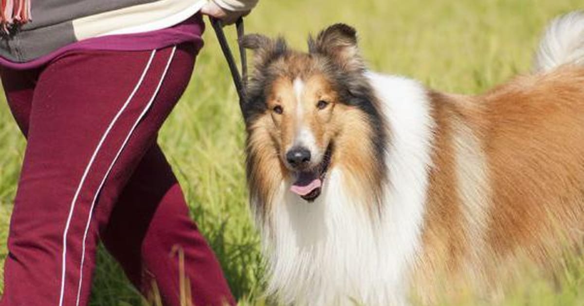 Ellen Kapen Louisville, Kentucky, Royalton Kennels about.me