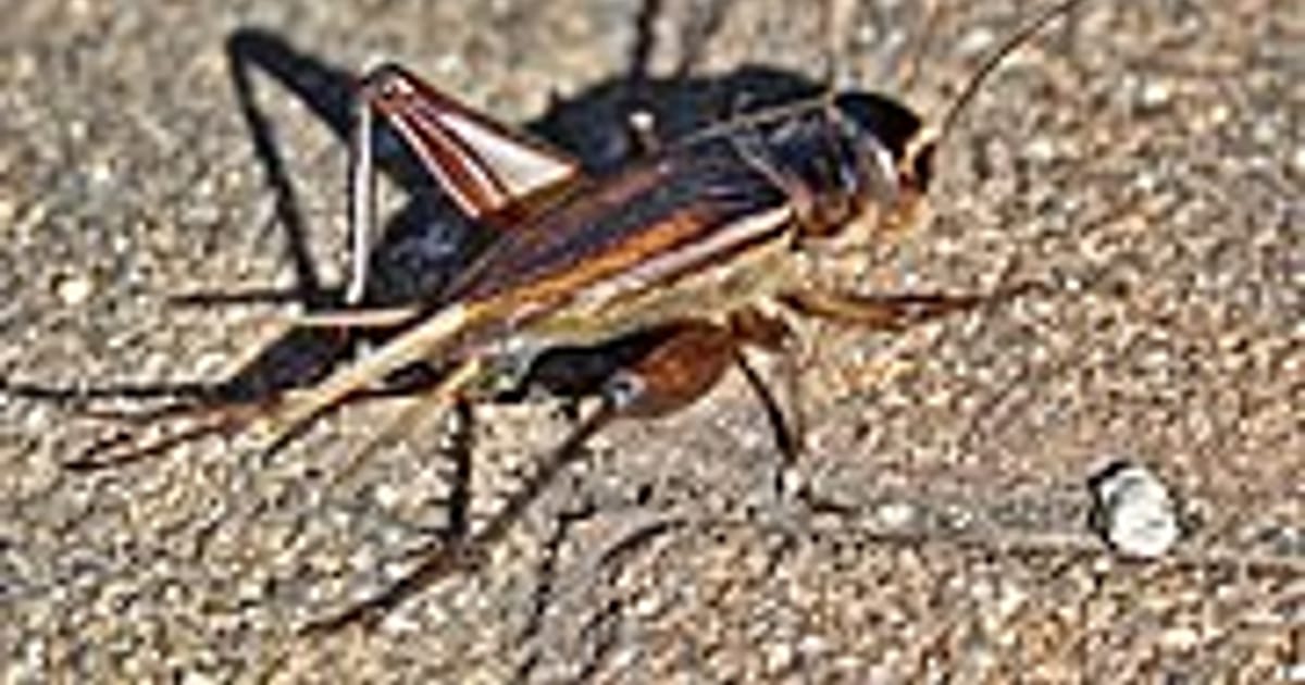 S Dragon Canada About me s-dragon-canada-about-me