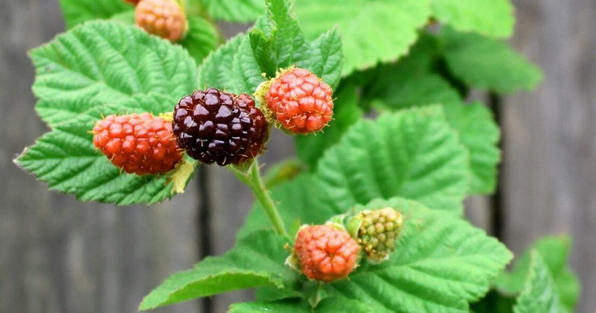 Super Boysenberry Auckland, New Zealand about.me
