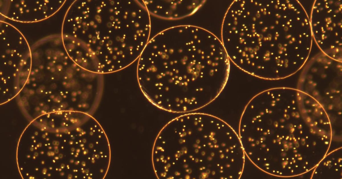 Suwan N Jayasinghe London United Kingdom BioPhysics Group suwan-n-jayasinghe-london-united-kingdom-biophysics-group