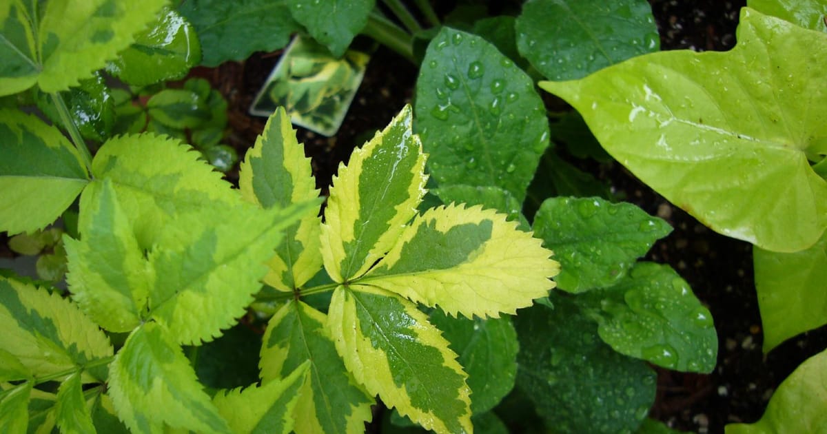 Urban Gardener Antiques Washington, The Urban Gardener