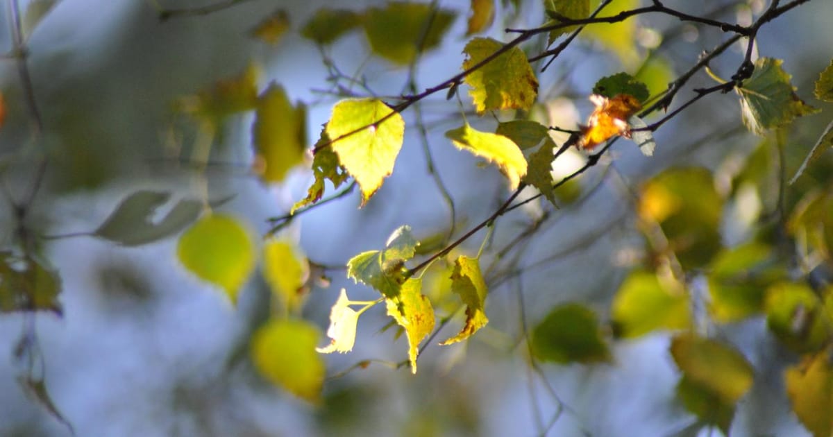 paul wood Cornwall, UK about.me